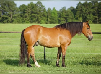 caballo de tiro, Caballo castrado, 9 años, Bayo