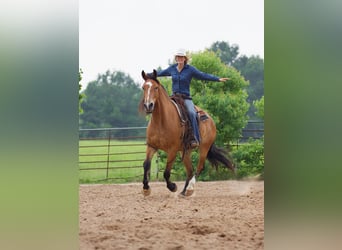 caballo de tiro, Caballo castrado, 9 años, Bayo