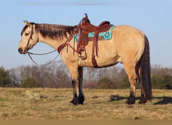 caballo de tiro Mestizo, Caballo castrado, 9 años, Buckskin/Bayo