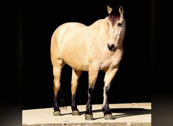 caballo de tiro Mestizo, Caballo castrado, 9 años, Buckskin/Bayo