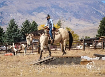 caballo de tiro Mestizo, Caballo castrado, 9 años, Buckskin/Bayo