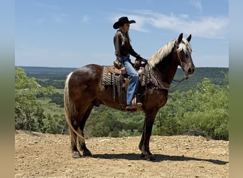 caballo de tiro Mestizo, Caballo castrado, 9 años
