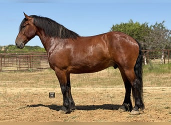 caballo de tiro Mestizo, Caballo castrado, 9 años, Castaño rojizo