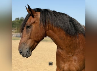 caballo de tiro Mestizo, Caballo castrado, 9 años, Castaño rojizo