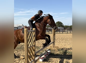caballo de tiro Mestizo, Caballo castrado, 9 años, Castaño rojizo