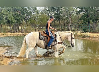 caballo de tiro, Caballo castrado, 9 años, Palomino