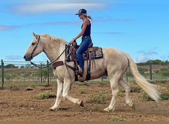 caballo de tiro, Caballo castrado, 9 años, Palomino