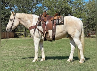 caballo de tiro, Caballo castrado, 9 años, Palomino