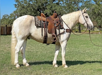 caballo de tiro, Caballo castrado, 9 años, Palomino