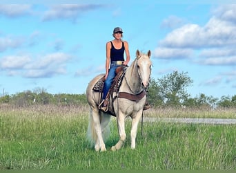 caballo de tiro, Caballo castrado, 9 años, Palomino