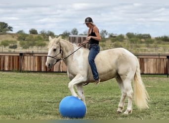 caballo de tiro, Caballo castrado, 9 años, Palomino