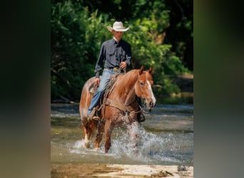 caballo de tiro Mestizo, Caballo castrado, 9 años, Ruano alazán