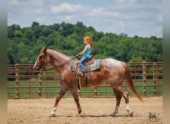 caballo de tiro Mestizo, Caballo castrado, 9 años, Ruano alazán