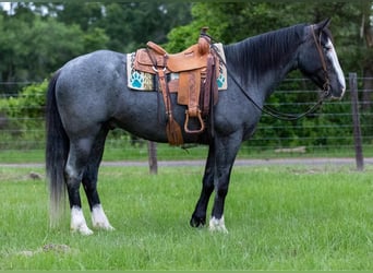 caballo de tiro, Caballo castrado, 9 años, Ruano azulado