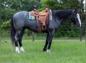 caballo de tiro, Caballo castrado, 9 años, Ruano azulado