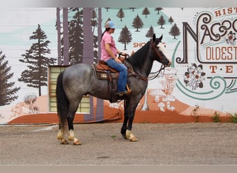 caballo de tiro, Caballo castrado, 9 años, Ruano azulado