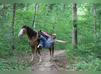 caballo de tiro, Caballo castrado, 9 años, Sabino