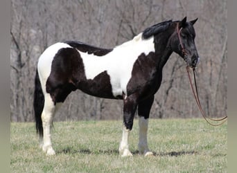 caballo de tiro, Caballo castrado, 9 años, Tobiano-todas las-capas