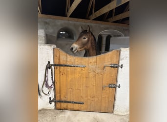 caballo de tiro, Semental, 1 año, 145 cm, Castaño