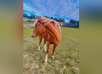 caballo de tiro, Semental, 1 año, 155 cm, Alazán