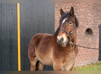 caballo de tiro, Semental, 2 años, 163 cm, Castaño