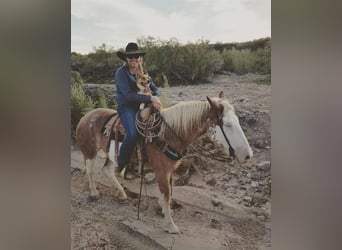 caballo de tiro Mestizo, Yegua, 10 años, 163 cm, Sabino