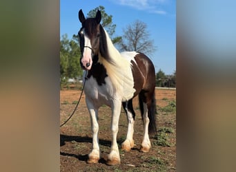 caballo de tiro, Yegua, 10 años, 165 cm, Tobiano-todas las-capas