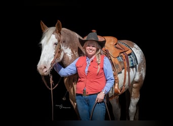 caballo de tiro Mestizo, Yegua, 11 años, 163 cm, Sabino
