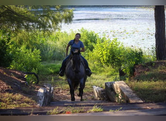 caballo de tiro, Yegua, 11 años, Castaño-ruano