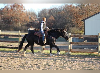 caballo de tiro, Yegua, 11 años, Negro