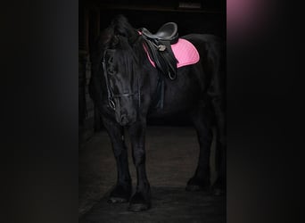 caballo de tiro, Yegua, 12 años, 165 cm, Negro