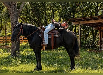 caballo de tiro, Yegua, 12 años, 165 cm, Negro