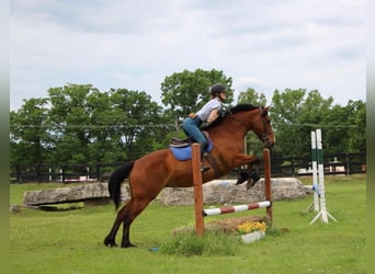 caballo de tiro, Yegua, 12 años, 168 cm, Castaño rojizo