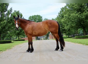 caballo de tiro, Yegua, 12 años, 168 cm, Castaño rojizo
