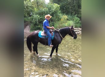 caballo de tiro, Yegua, 12 años, Negro