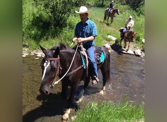 caballo de tiro, Yegua, 12 años, Negro