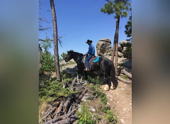 caballo de tiro, Yegua, 12 años, Negro