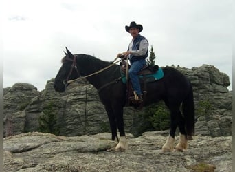 caballo de tiro, Yegua, 12 años, Negro