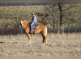 caballo de tiro, Yegua, 12 años, Palomino