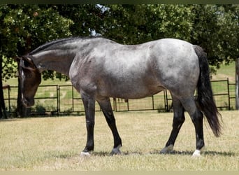 caballo de tiro Mestizo, Yegua, 12 años, Ruano azulado