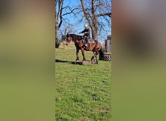 caballo de tiro Mestizo, Yegua, 13 años, 155 cm, Castaño oscuro