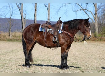 caballo de tiro Mestizo, Yegua, 13 años, 155 cm, Castaño oscuro
