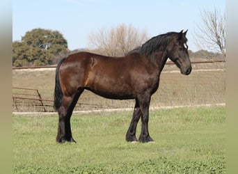 caballo de tiro, Yegua, 13 años, 163 cm, Negro
