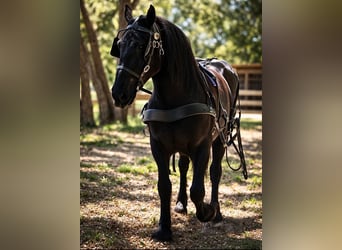 caballo de tiro, Yegua, 13 años, 165 cm, Negro