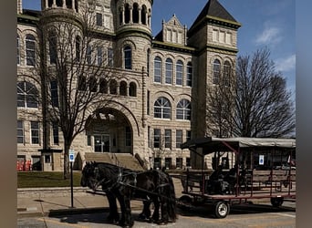 caballo de tiro, Yegua, 13 años, 165 cm, Negro