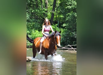 caballo de tiro, Yegua, 13 años, 168 cm, Castaño rojizo