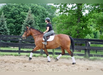 caballo de tiro, Yegua, 13 años, 168 cm, Castaño rojizo