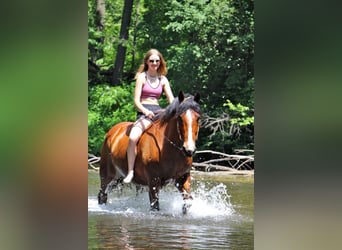 caballo de tiro, Yegua, 13 años, 168 cm, Castaño rojizo