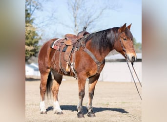 caballo de tiro, Yegua, 14 años, 160 cm, Castaño rojizo