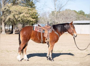 caballo de tiro, Yegua, 14 años, 160 cm, Castaño rojizo